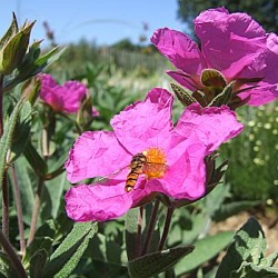 Cistus x pulverulentus 'Sunset'