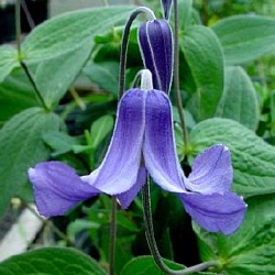 Clematis integrifolia