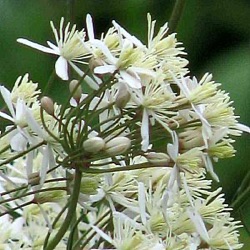 Clematis recta 'Purpurea'
