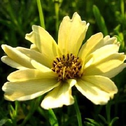 Coreopsis 'Crème Brûlee' ®