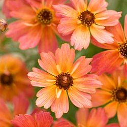 Coreopsis 'Limerock Dream' ®