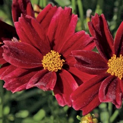 Coreopsis 'Little Bang™ Red Elf' ®