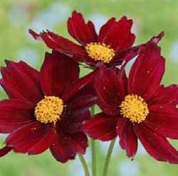 Coreopsis 'Mercury Rising' ®