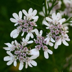 Coriandrum sativum