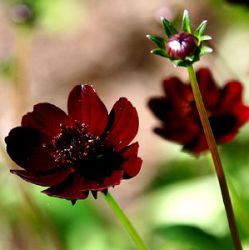 Cosmos atrosanguineus