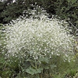 Crambe orientalis 'Morning Snow'