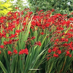 Crocosmia x crocosmiiflora 'Dragonfire'