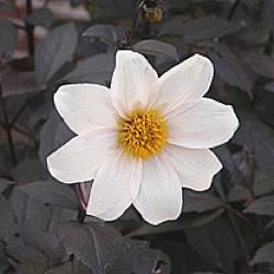 Dahlia 'Twynings After Eight'