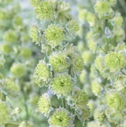 Delphinium 'Crystal Delight' ®