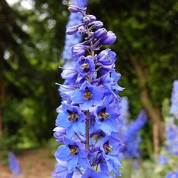 Delphinium elatum 'Blaustrahl'