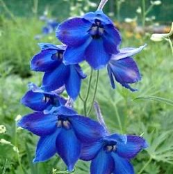 Delphinium x belladonna 'Völkerfrieden' 