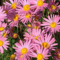 Dendranthema 'Clara Curtis' (Chrysanthemum)