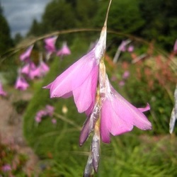 Dierama trichorhizum