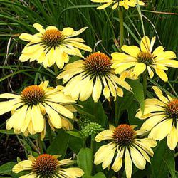 Echinacea 'Chiquita' ®