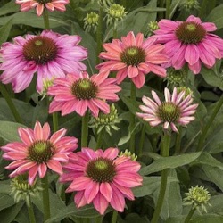 Echinacea 'Evolution™ Colorific'