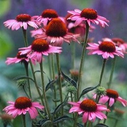Echinacea purpurea 'Magnus'