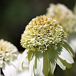 Echinacea purpurea 'Meringue' ®