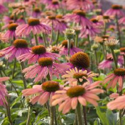 Echinacea 'Summer Cocktail' ®