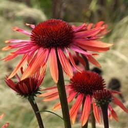 Echinacea 'Sundown' ®