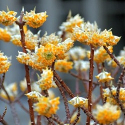 Edgeworthia chrysantha