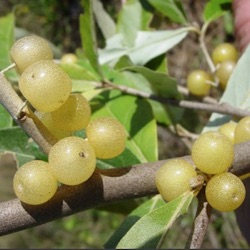 Elaeagnus umbellata 'Amber'