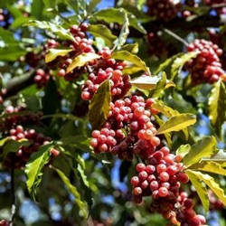 Elaeagnus umbellata 'Brilliant Rose'