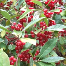 Elaeagnus umbellata 'Garnet'