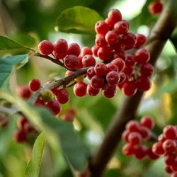 Elaeagnus umbellata 'Sweet 'n Tart'