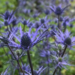 Eryngium 'Lapis Blue'