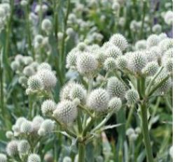 Eryngium yuccifolium