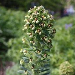 Euphorbia characias 'Portuguese Velvet'