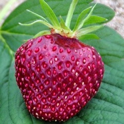 Fragaria x ananassa 'Hansa' ('Schwarzer Ananas')