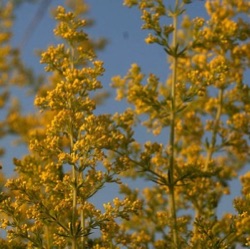 Galium verum (wild)