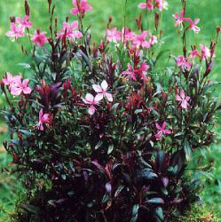 Gaura lindheimeri 'Blaze'