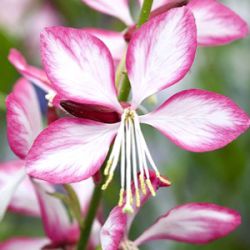 Gaura lindheimeri ROSY JANE = 'Harrosy' ®