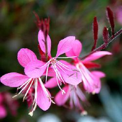 Gaura lindheimeri 'Siskiyou Pink'