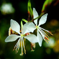 Gaura lindheimeri 'Whirling Butterflies'