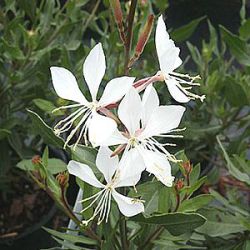 Gaura lindheimeri 'White Dove' ®