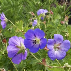 Geranium 'Azure Rush' ®