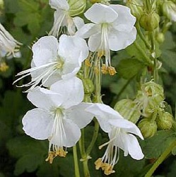 Geranium macrorrhizum 'White Ness'
