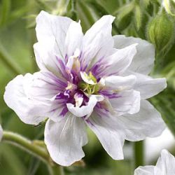 Geranium pratense 'Double Jewel' ('Algera Double')