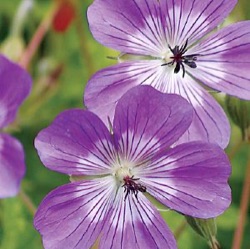 Geranium 'Sylvia's Surprise' ®