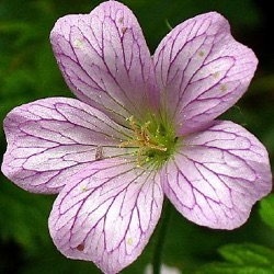 Geranium x oxonianum 'Wargrave Pink'
