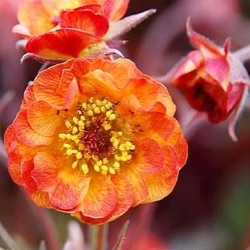 Geum 'Alabama Slammer' ®