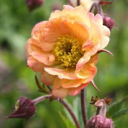 Geum 'Mai Tai' ®