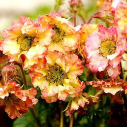 Geum PRETTICOATS™ 'Peach'