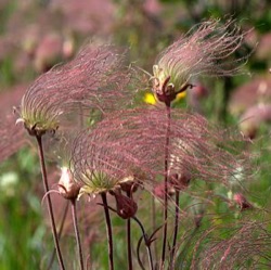 Geum triflorum