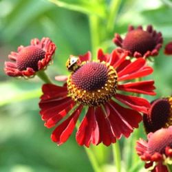 Helenium 'Ruby Tuesday'