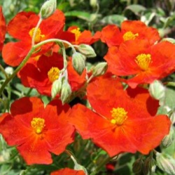 Helianthemum 'Fire Dragon'
