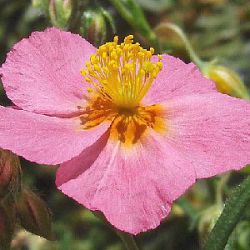 Helianthemum 'Lawrenson's Pink'